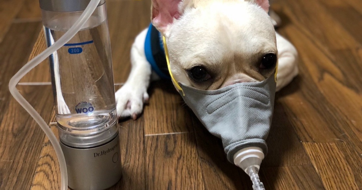 床に置いたドクター水素ボトル＋の横で、小さなマスクをつけて水素を吸うワンちゃん