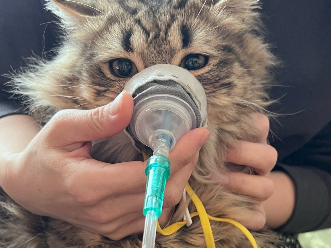 飼い主さんのひざの上で、小さなマスクを軽く添えてもらっている猫ちゃん