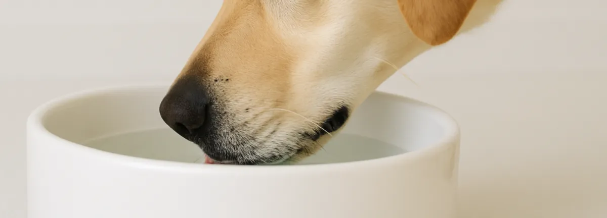 器の水を飲むワンちゃんの口もと